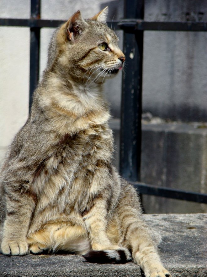 Photo de Chat domestique