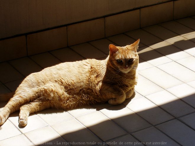 Photo de Chat domestique