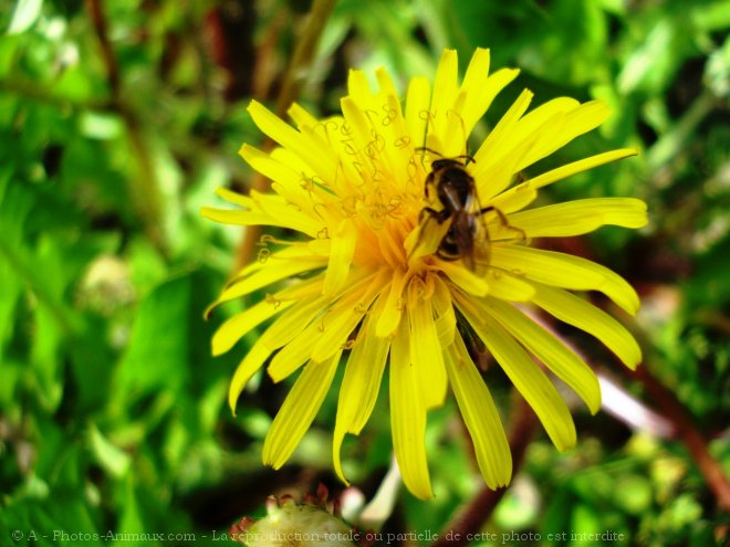 Photo d'Abeille