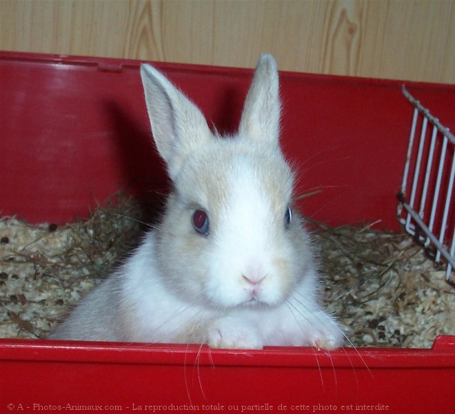 Photo de Lapin