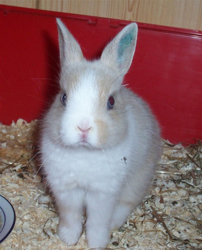 Photo de Lapin