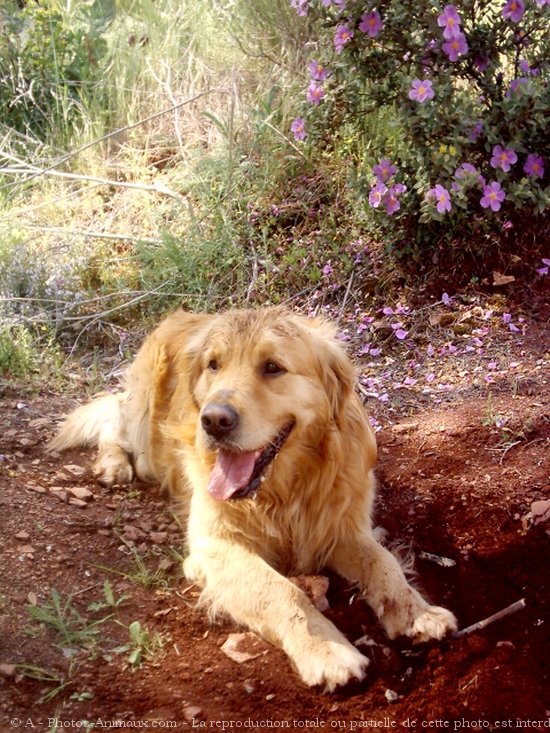 Photo de Golden retriever