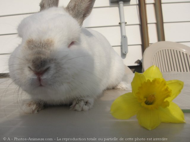 Photo de Lapin