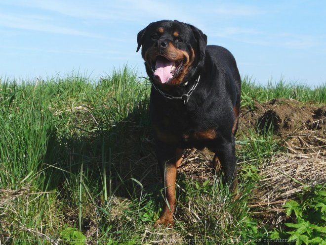 Photo de Rottweiler