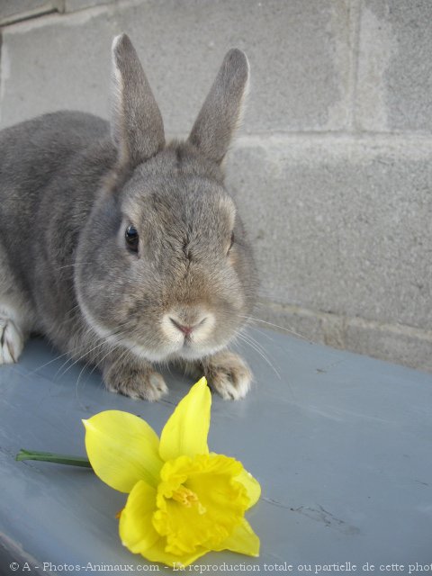 Photo de Lapin