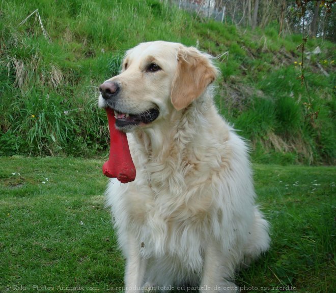 Photo de Golden retriever