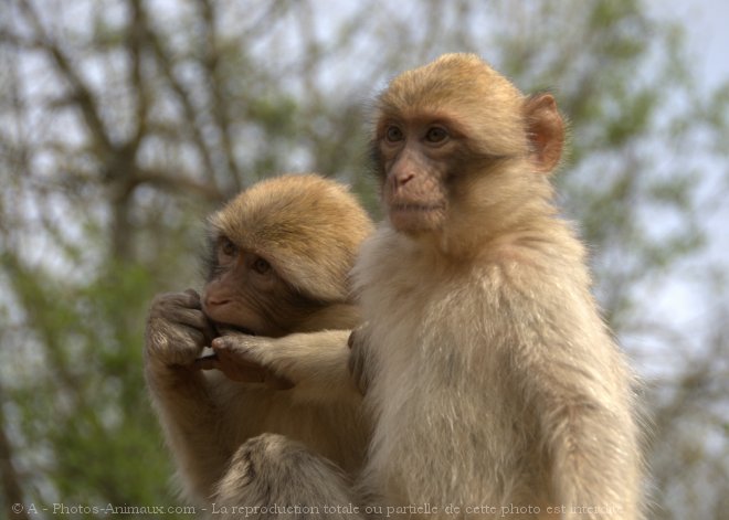 Photo de Singe