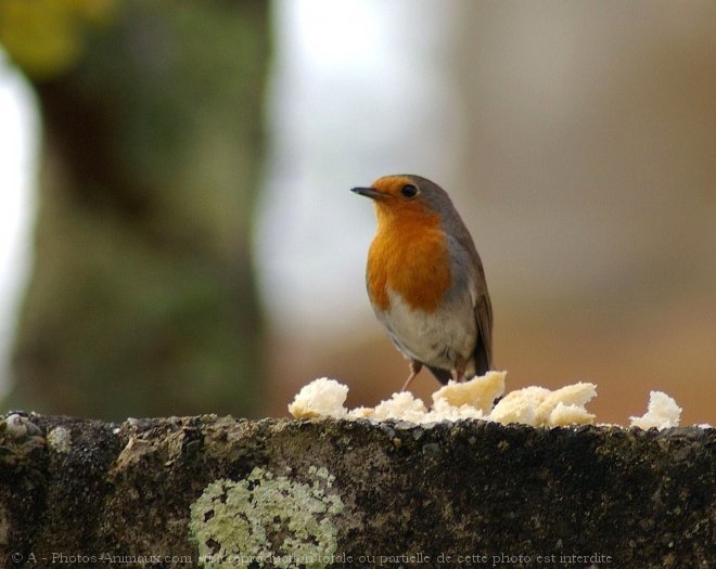 Photo de Rouge gorge