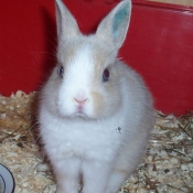 Photo de Lapin