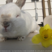 Photo de Lapin