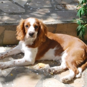 Photo de Cavalier king charles spaniel