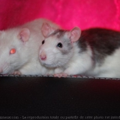 Photo de Rat