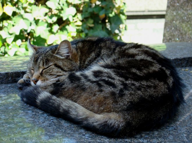 Photo de Chat domestique