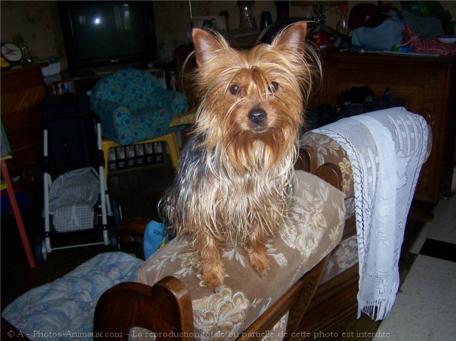 Photo de Yorkshire terrier