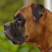 Photo de Boxer