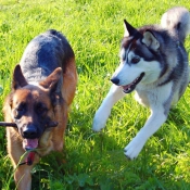 Photo de Husky siberien