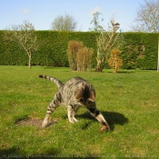 Photo de Chat domestique