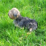 Photo de Yorkshire terrier