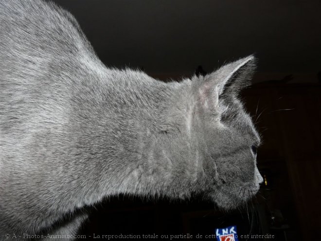 Photo de Chartreux