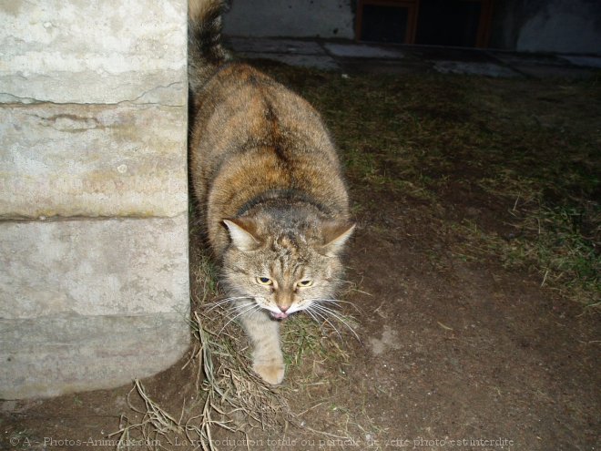 Photo de Chat domestique