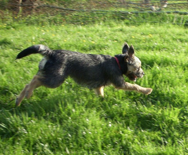 Photo de Border terrier