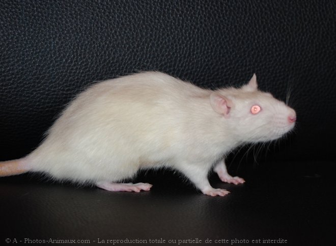 Photo de Rat