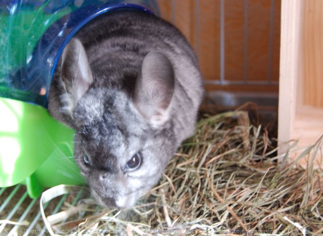 Photo de Chinchilla