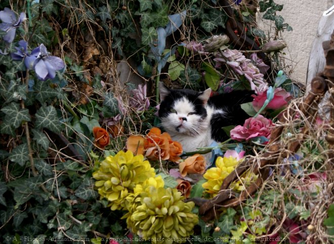 Photo de Chat domestique