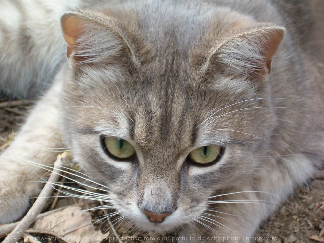 Photo de Chat domestique