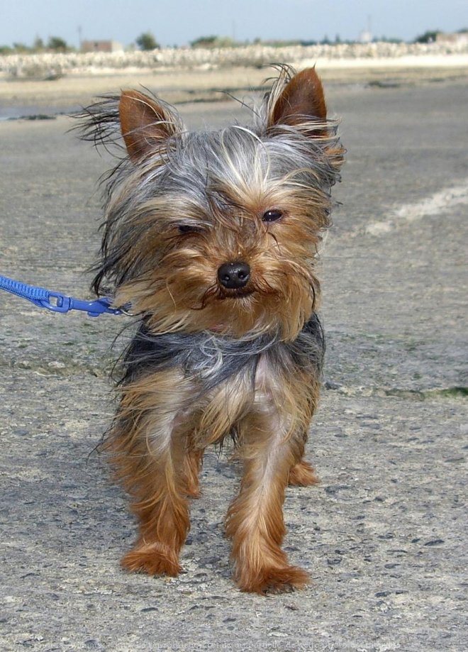 Photo de Yorkshire terrier