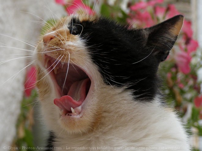 Photo de Chat domestique