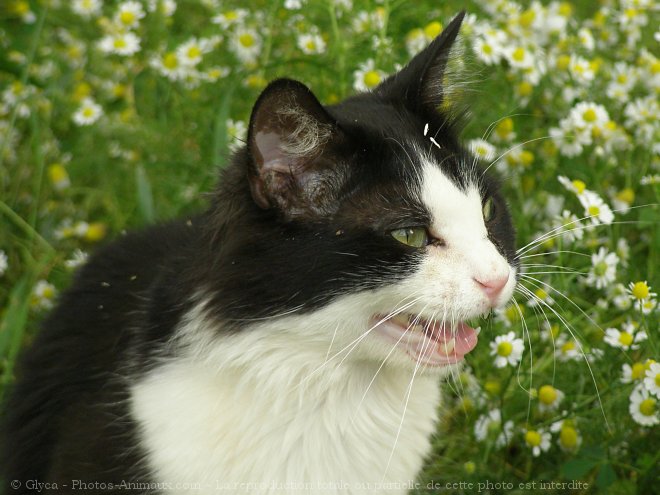 Photo de Chat domestique