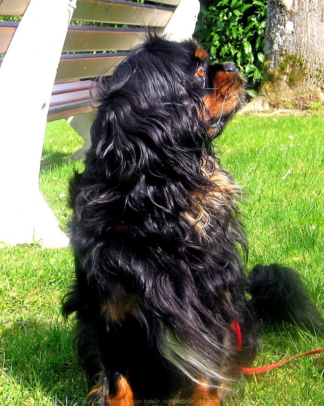 Photo de Cavalier king charles spaniel