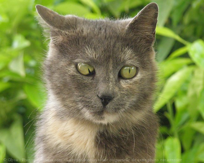 Photo de Chat domestique