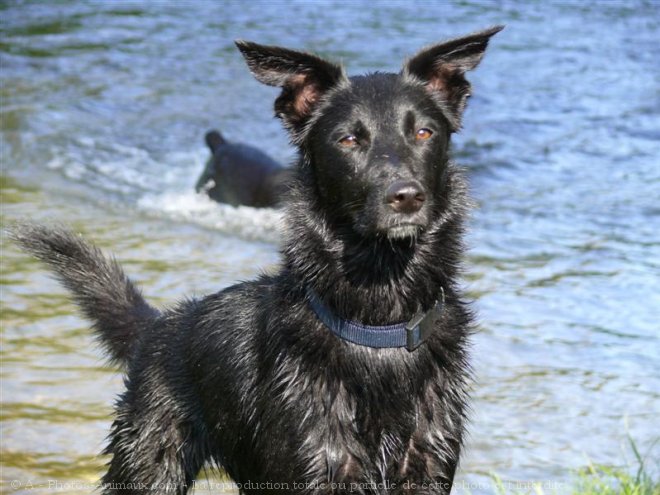 Photo de Border collie