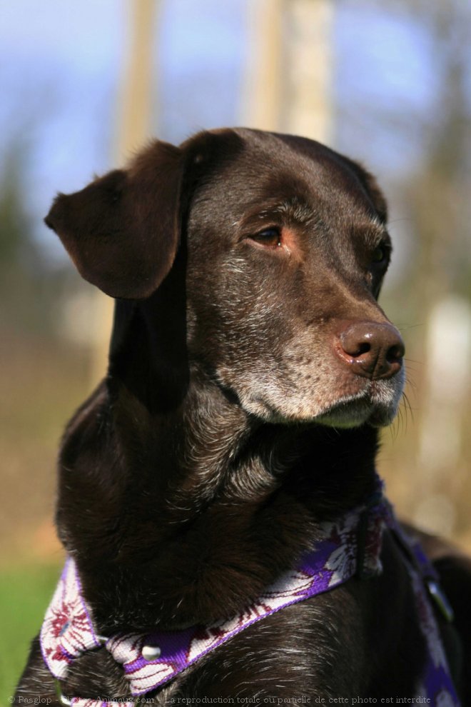 Photo de Labrador retriever