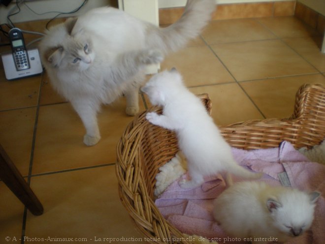 Photo de Ragdoll