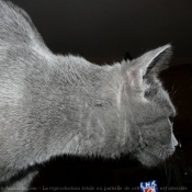 Photo de Chartreux