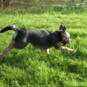 Photo de Border terrier