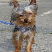 Photo de Yorkshire terrier