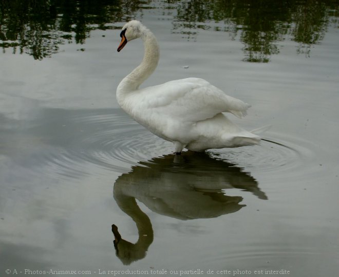 Photo de Cygne