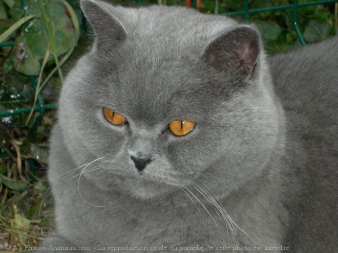 Photo de British shorthair