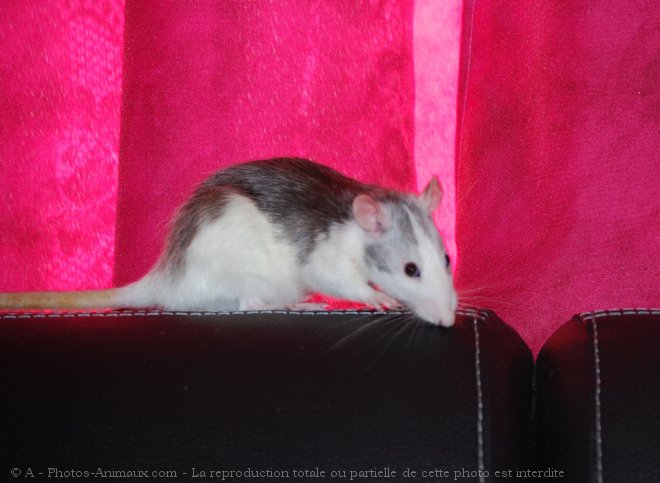 Photo de Rat