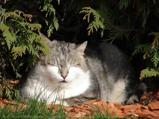 Photo de Chat domestique