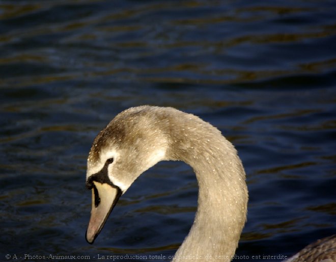 Photo de Cygne