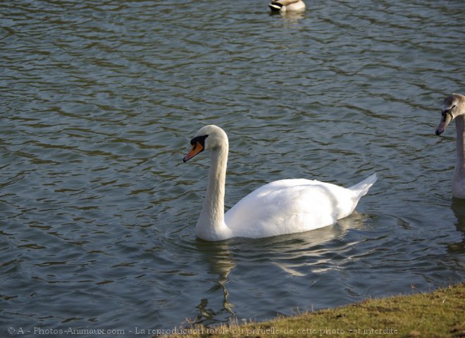 Photo de Cygne