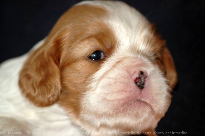 Photo de Cavalier king charles spaniel