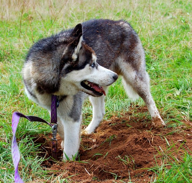 Photo de Husky siberien