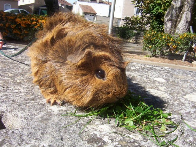 Photo de Cochon d'inde - abyssin / rosette