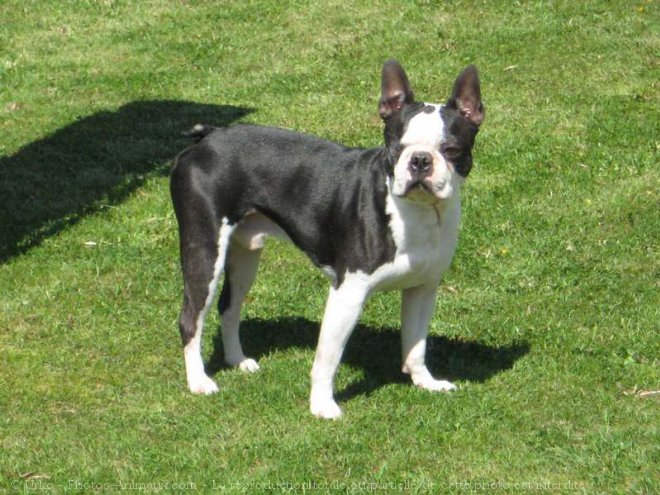 Photo de Boston terrier